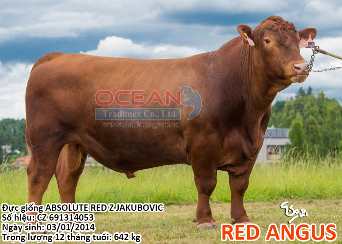 Absolute Red Z Jakubovic